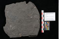 Foto (Objekt + Etikett) von Ginkgo sp.  (NHMW-GEO-2024-0188-10587)